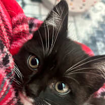 Thumbnail photo of Waddles #4