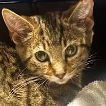 Thumbnail photo of Guinevere 82C25 #2