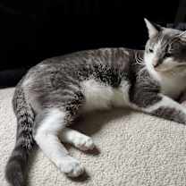 Thumbnail photo of Comet and Orbit #1