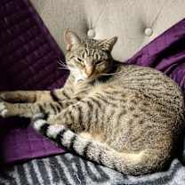 Thumbnail photo of Comet and Orbit #2