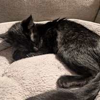 Thumbnail photo of Ginger #2