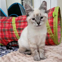 Thumbnail photo of Ellie #2