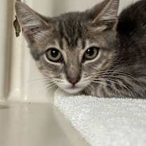 Thumbnail photo of Whimzle #2