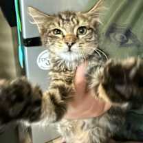 Thumbnail photo of Copper #2