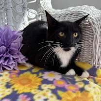 Thumbnail photo of Mint Condition 55244 #1