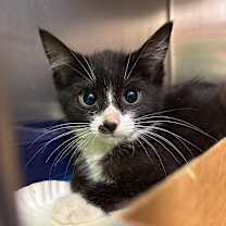 Thumbnail photo of Mint Condition 55244 #2