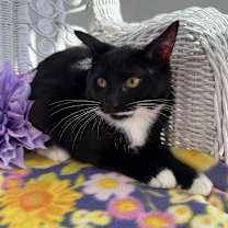 Thumbnail photo of Mint Condition 55244 #3