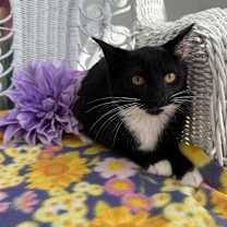 Thumbnail photo of Mint Condition 55244 #4