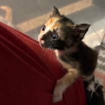 Thumbnail photo of Blossom #3