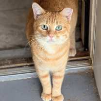 Thumbnail photo of Flynn Rider #4