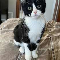 Thumbnail photo of Miso #2