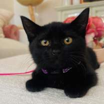 Thumbnail photo of Baila #2