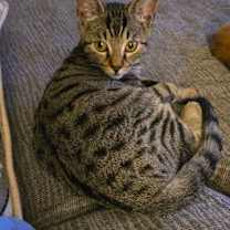 Thumbnail photo of Sheogorath #1