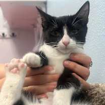 Thumbnail photo of Beatrice #2