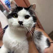 adopt-pet