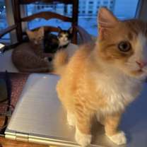 Thumbnail photo of Cooper & Teddy #1