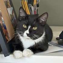 Thumbnail photo of Ms Suits #2