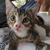 adopt a pet