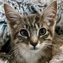 Thumbnail photo of Leila  #3