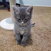 Thumbnail photo of Hawkeye #4