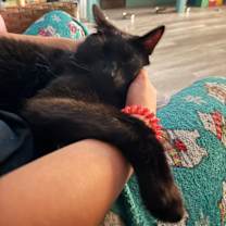 Thumbnail photo of Rippley #3