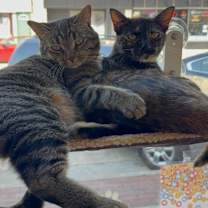 Thumbnail photo of Tigger #3