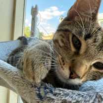 Thumbnail photo of Vinny #4