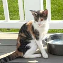 Thumbnail photo of Iris (Courtesy Post) #1