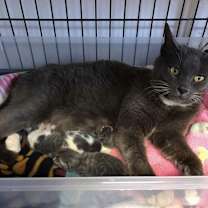 adopt-pet