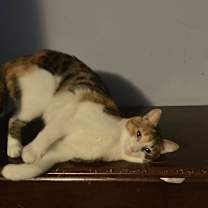 Thumbnail photo of Janey #1