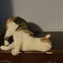 Thumbnail photo of Janey #3