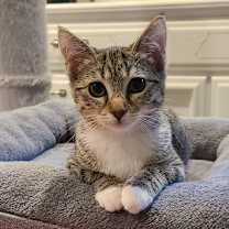 Thumbnail photo of Baguette #1