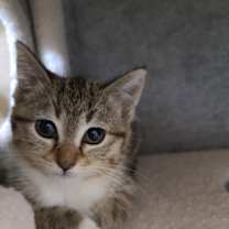 Thumbnail photo of Baguette #2