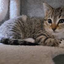 Thumbnail photo of Baguette #3