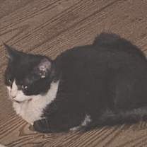 Thumbnail photo of Little Lim #2