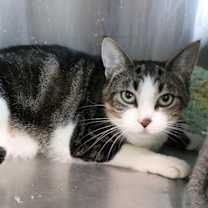 Thumbnail photo of Bella Swan #3