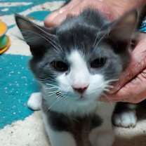 Thumbnail photo of Tsunami #2