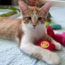 adopt a pet