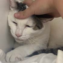 Thumbnail photo of Cheesecake #4