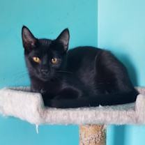 adopt-pet