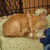 adopt-pet