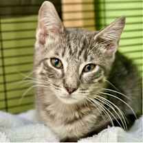 Thumbnail photo of Ellipsis #1