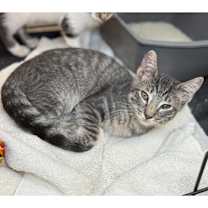 Thumbnail photo of Ellipsis #2