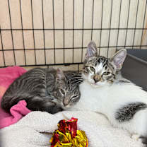 Thumbnail photo of Ellipsis #3