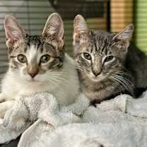 Thumbnail photo of Ellipsis #4