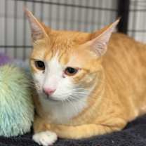 Thumbnail photo of Quatro (Kuwait/FIV+) #2