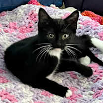 adopt-pet