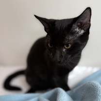 Thumbnail photo of Panther #1