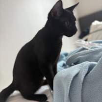 Thumbnail photo of Panther #2