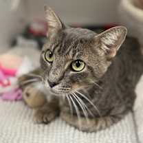 Thumbnail photo of Kraken #4